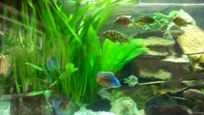 Becken linke Seite von relkov (4)