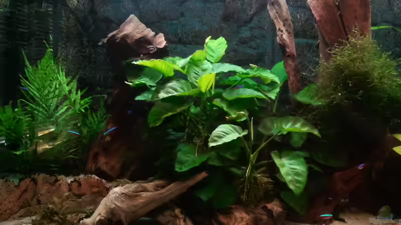 Becken links  07/12 von Don Jupp (17)