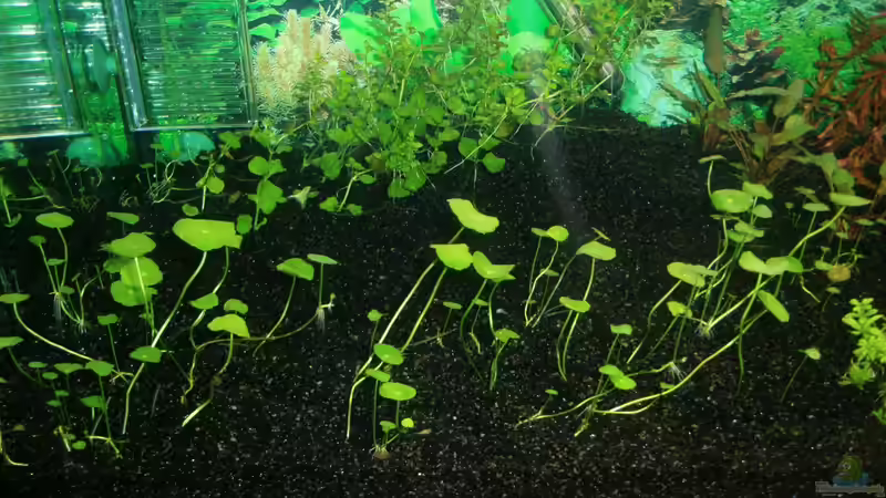 Becken links. Leider noch ohne Wurzel... 01.01.2013 von Sebastian L. (2)