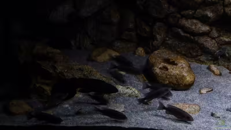 Becken links 02.11.2014 von DER YBBSTALER (26)