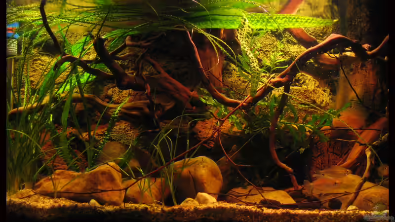 Becken links 13.03.12  von Alex S (3)