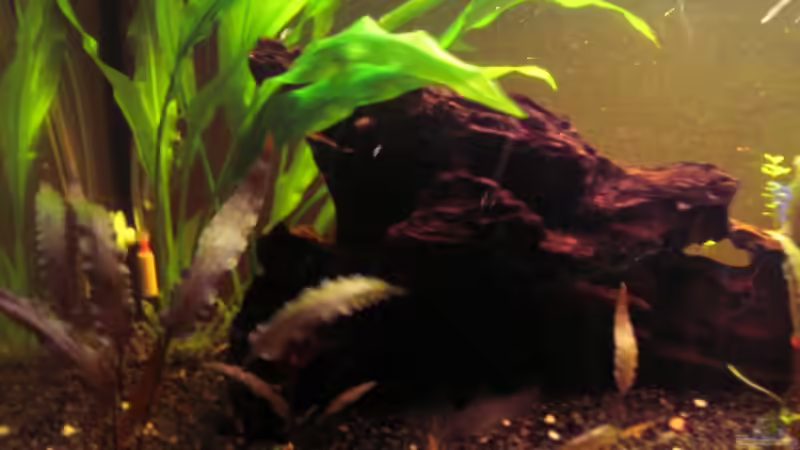 Becken links (alt) von Südamerikafreak BK (14)