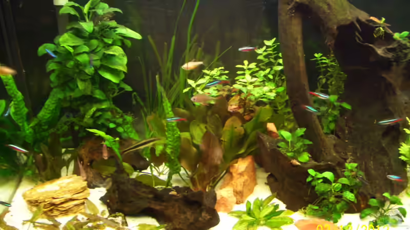 Becken link´s mit alten Steinen vor dem Umbau von kaktus-jones (4)