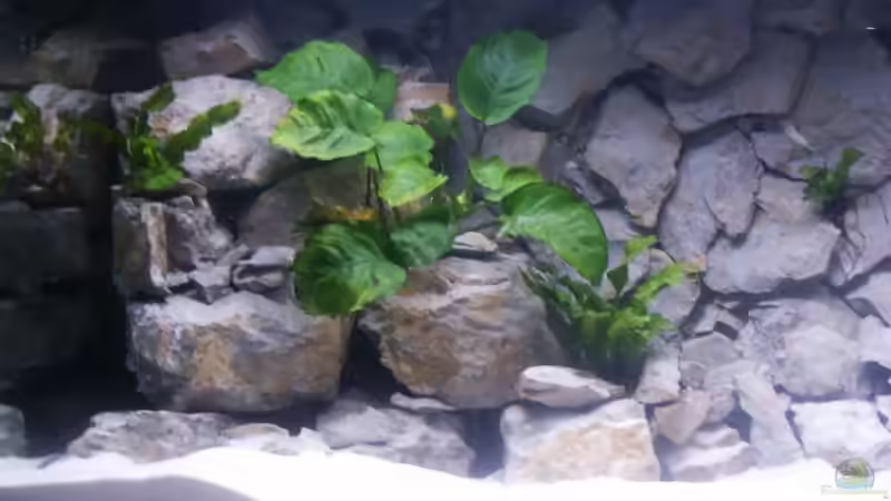 Becken links noch ohne die Amazonas von Aquamichel (3)