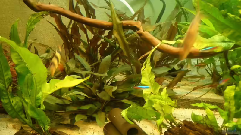 Becken links von Harlekin (3)