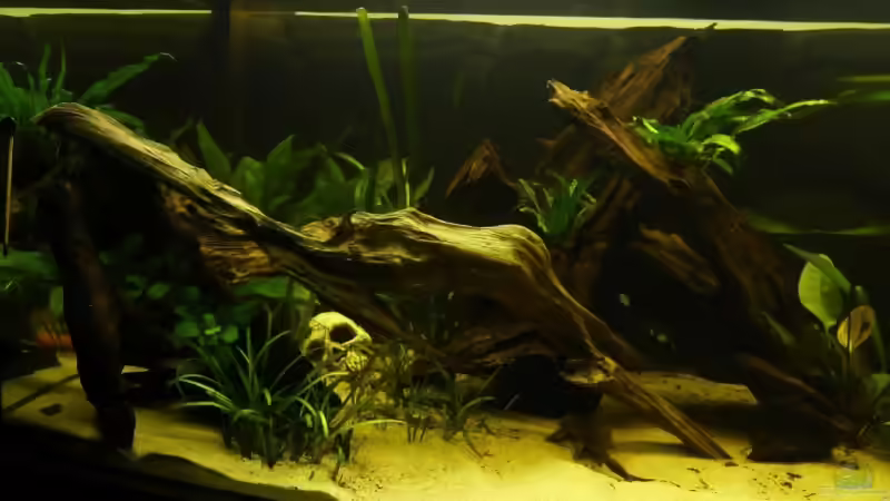 Becken links von lumpi (10)