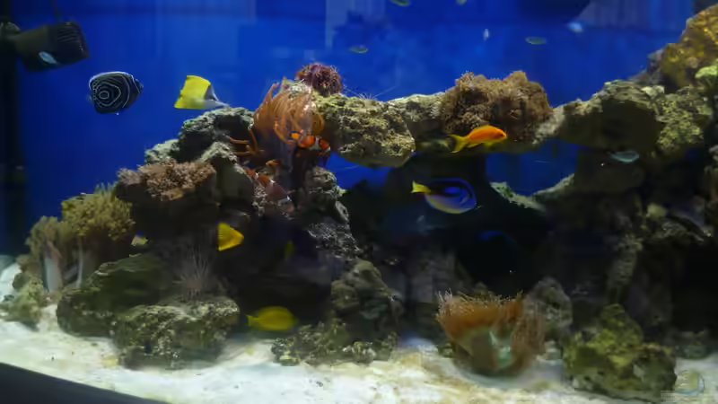 Becken Links von Sid (2)