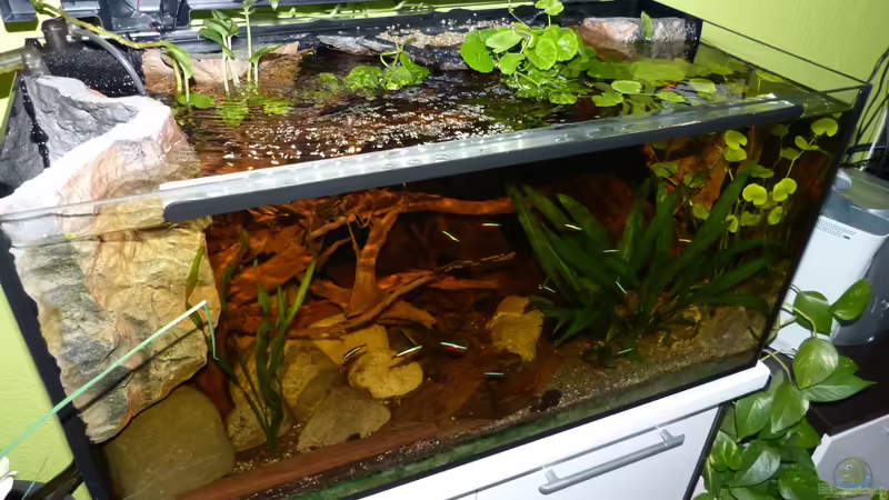 Becken mal mit ´hochgeklappter´ Abdeckung 27.08.13 von ~Marco~ (21)