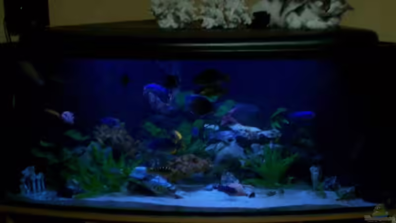 becken malawi 500 von Stefan Buchwald (1)