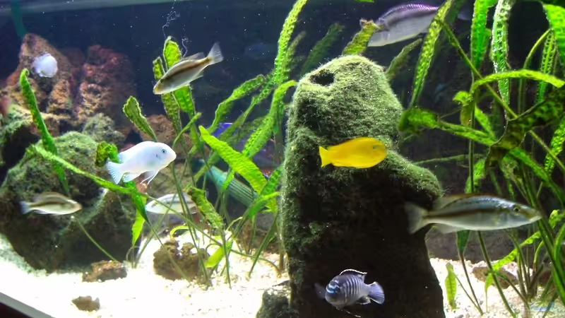 Becken Malawi-Oase von Michael H. (1)