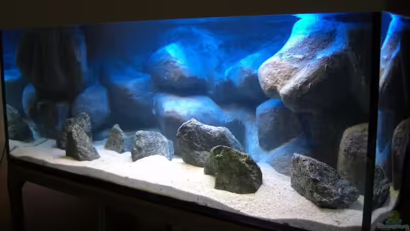 Becken mit Beleuchtung beider Röhren (100%), Sand und Basaltsteine, Abdeckung. von Matoba (20)