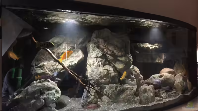 Becken mit Besatz von Dresdn3r (4)