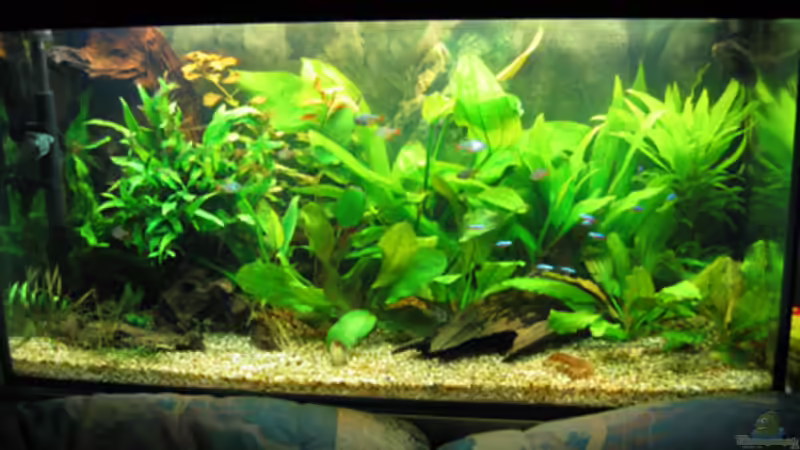 Becken mit Blitz, Stand 01.04.07 mit neuer Wurzel von TB (3)