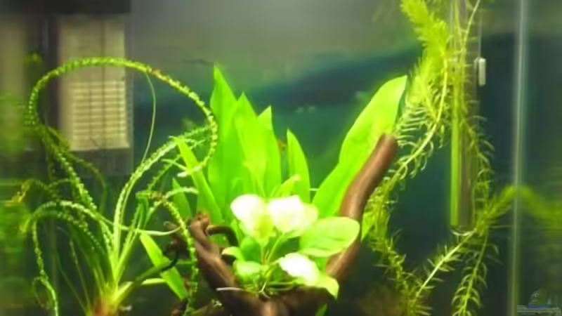 Becken mit ca. 7 Tagen von Buschi (4)