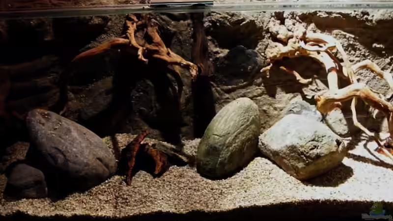 becken mit einem 35W-Strahler auf rechte Rückwandwurzel gerichtet von Falk (8)