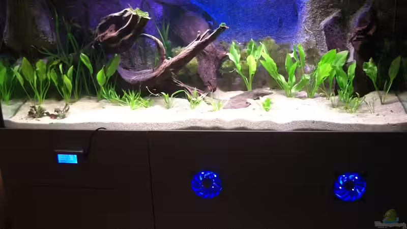 Becken mit Erstbepflanzung am 21.01.2011 von Matoba (16)