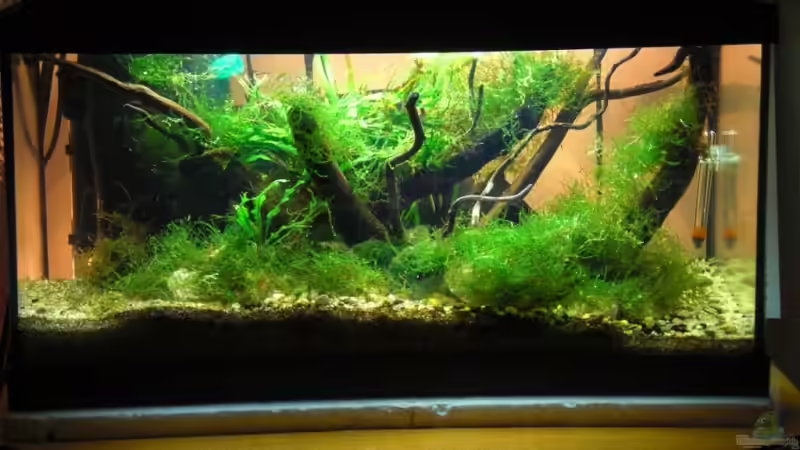 Becken mit hellem Hintergrund, den ich mit Taschenlampen beleuchtet habe von Dominik (2)