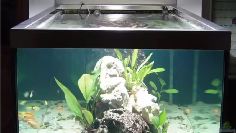 Becken mit HQI / Blick von vorne von Robert Schlecht (4)