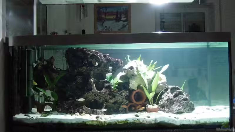 Becken mit HQI / Blick Wohnzimmer von Robert Schlecht (3)