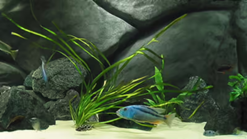 Becken mit HQI Beleuchtung von Schlock (5)