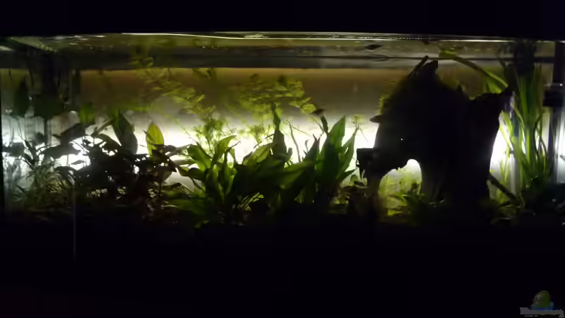 Becken mit Led´s (alte einrichtung) von Jan H. (4)