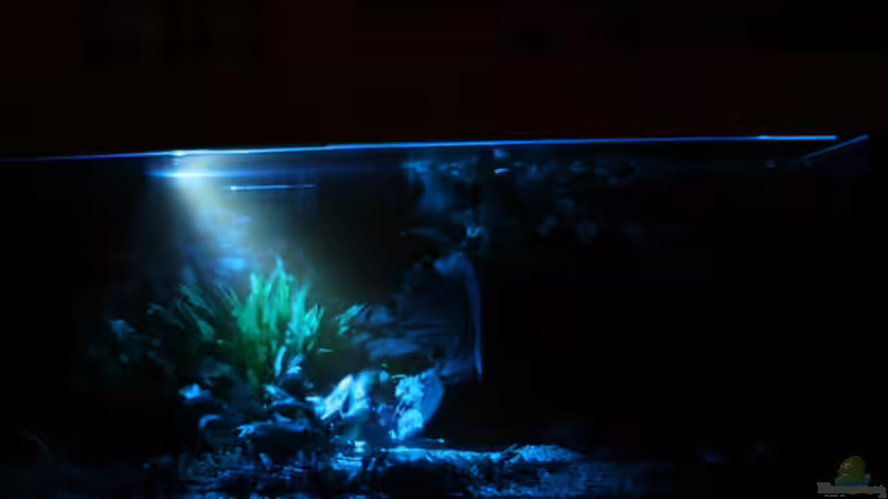 Becken mit Mondlicht von Minzi (25)