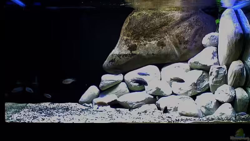 Becken mit neuen Modulen 21.05.2011 von mbunafreund (1)