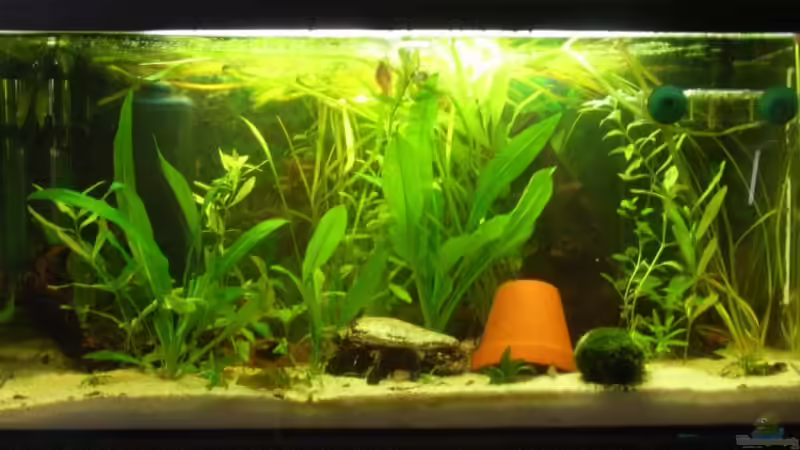 Becken mit neuen Pflanzen die mittlerweile aber gut gewachsen sind ^^ von Fabian Springer (2)