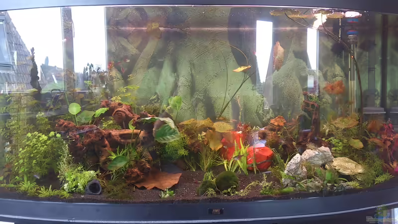 Becken mit neuen Pflanzen