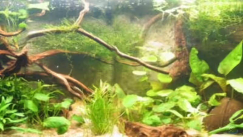 Becken mit neuer 39W T5 Röhre von Gerrit Buck (5)