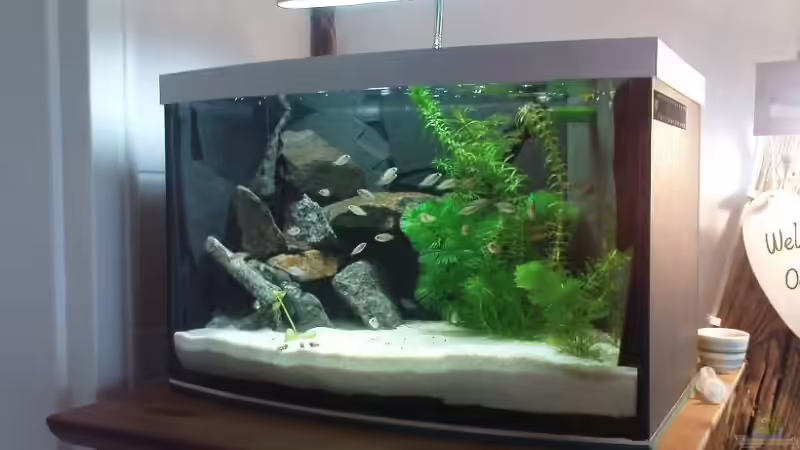 becken mit neuer beleuchtung von Marco Vasev (7)