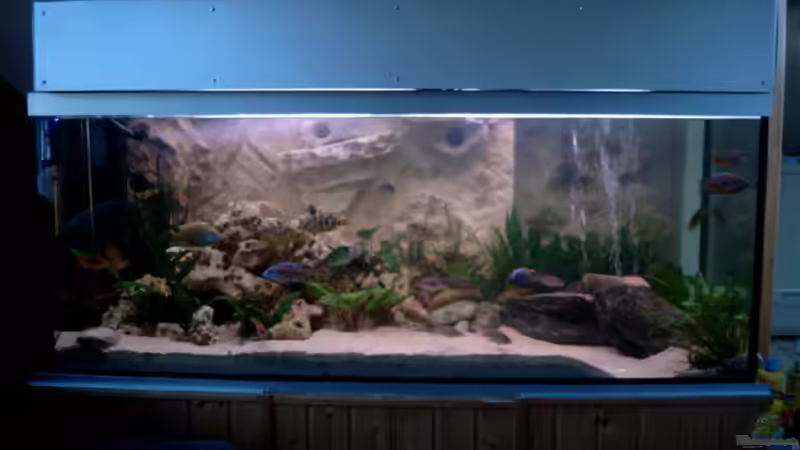 Becken mit neuer,selberbebauter Abdeckung von Christian Klar (3)