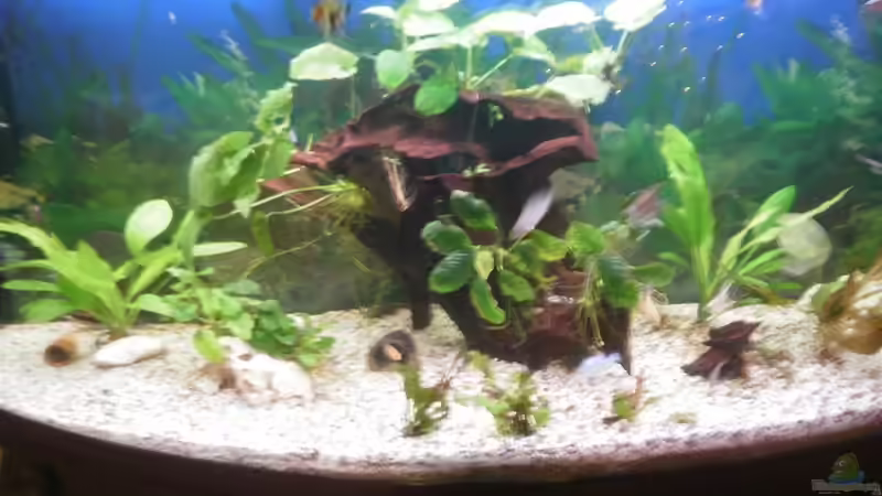 becken mit neuer wurzel und neuen pflanzen von Robert Ludwig (3)