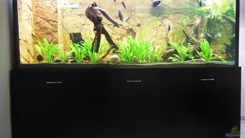 Becken mit neuer Wurzel von Aldigauss (3)