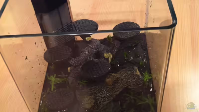 Becken mit Pflanzen von RoZan (5)