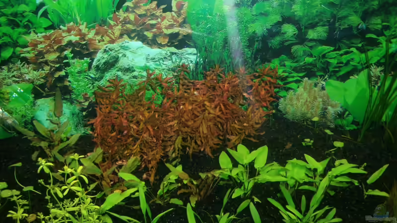 Becken mitte   01.01.2013 von Sebastian L. (3)