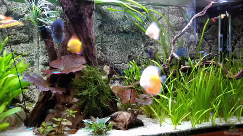 Becken Mitte  01/11 von Don Jupp (14)