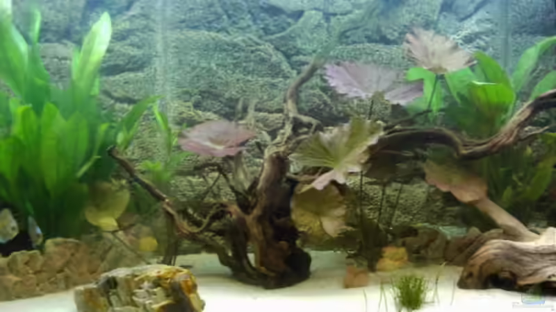 Becken Mitte  06/10 von Don Jupp (13)