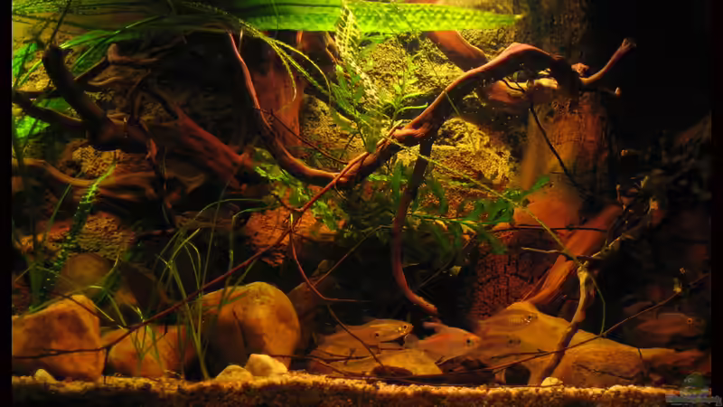 Becken mitte 13.03.12 von Alex S (4)