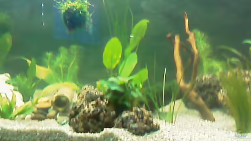 Becken Mitte 16.3.09 von Carmen Bernhardt (10)