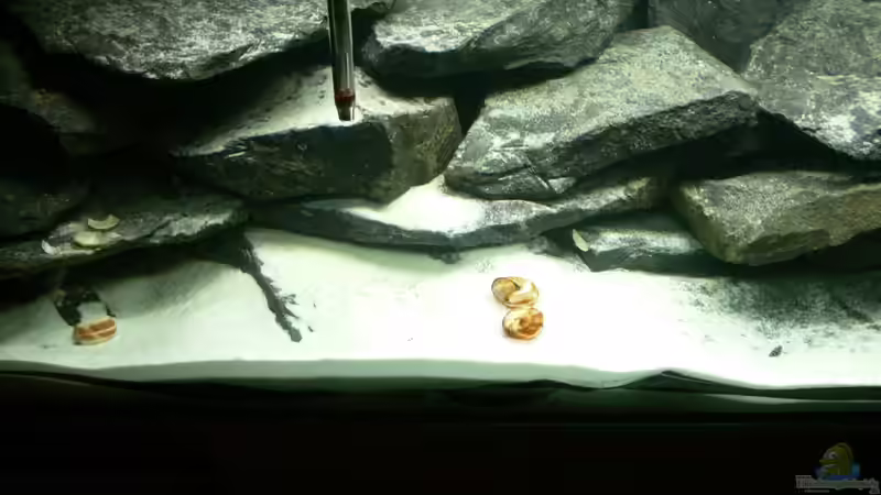 Becken mitte 18.01.2013 von DominikZ (6)