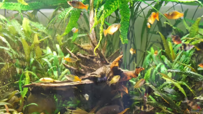 Becken Mitte bis 10.05.2018 von schmitzkatze (7)