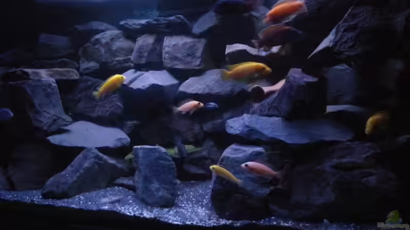 Becken Mitte mit neuem Aufbau und Besatz  von Wasserfest ;-) (5)