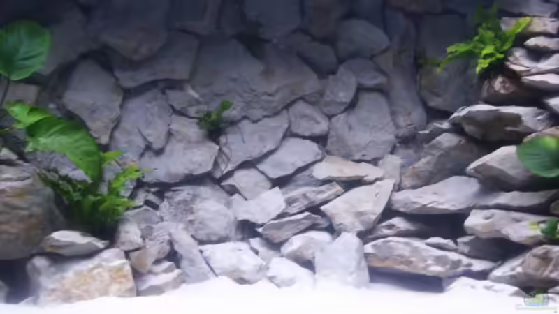 Becken mitte noch ohne die Amazonas von Aquamichel (4)