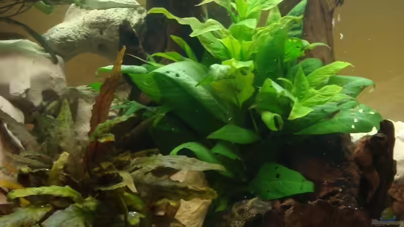 Becken mitte von bennymotte (3)