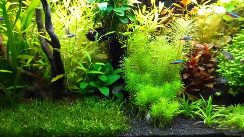 Becken-Mitte von BigBDorsten (4)