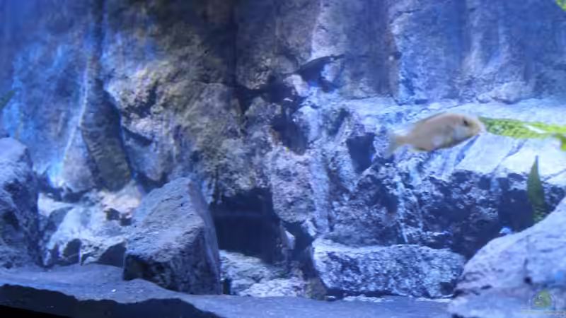 Becken mitte von chR576 (8)