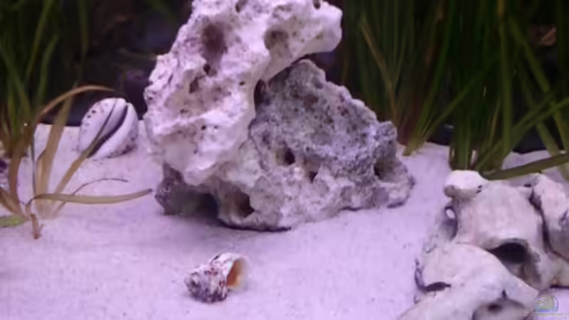 Becken Mitte von CICHLID (10)