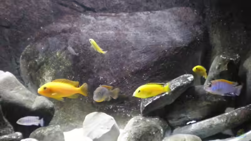 Becken Mitte von Der Schwabe (3)