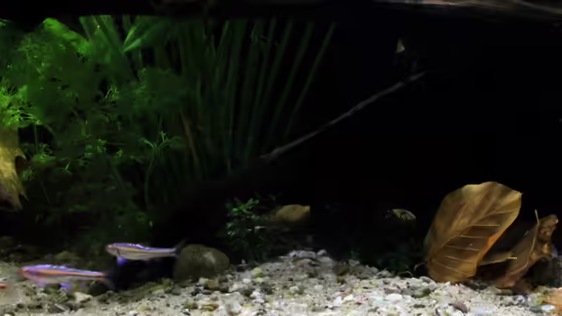 Becken Mitte von die Perle... (9)